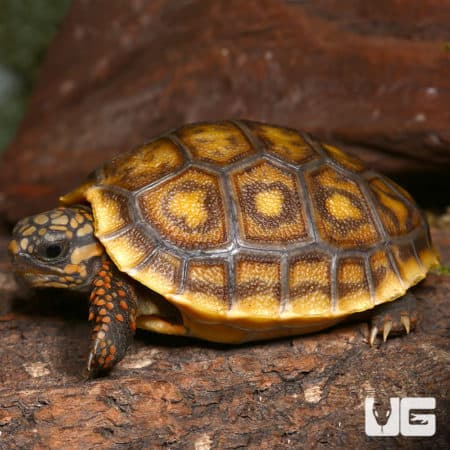 Baby Blonde x Ivory Redfoot Tortoise (Chelonoidis carbonaria) For Sale - Underground Reptiles