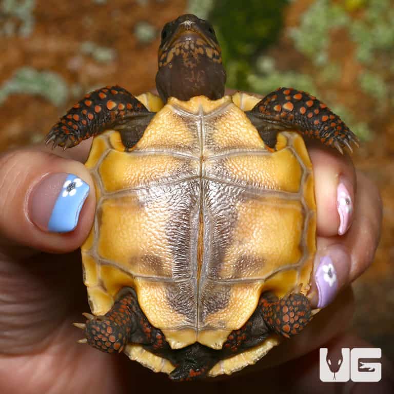 Baby Blonde x Ivory Redfoot Tortoise (Chelonoidis carbonaria) For Sale ...