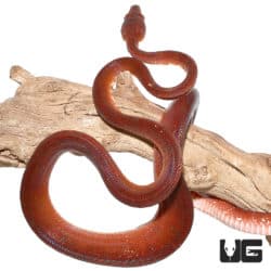 Blood Red Amazon Tree Boa (Corallus caninus) For Sale - Underground Reptiles