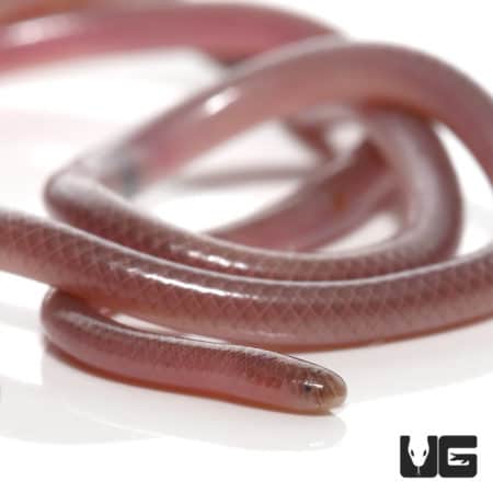 Cairo Blind Snake (Myriopholis cairi) For Sale - Underground Reptiles