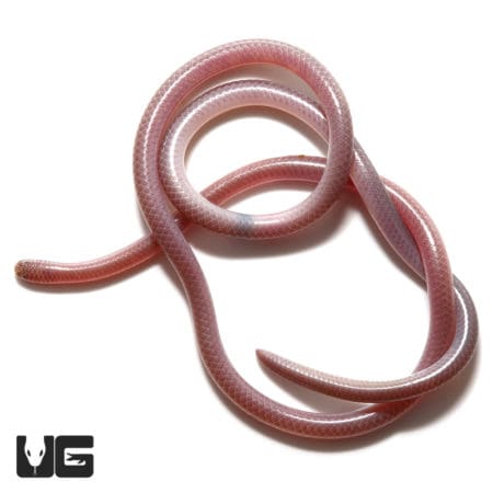 Cairo Blind Snake (Myriopholis cairi) For Sale - Underground Reptiles