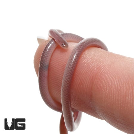 Cairo Blind Snake (Myriopholis cairi) For Sale - Underground Reptiles