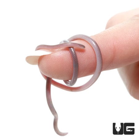 Cairo Blind Snake (Myriopholis cairi) For Sale - Underground Reptiles
