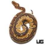 Clown Ball Python (Python regius) For Sale - Underground Reptiles