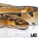 Clown Ball Python (Python regius) For Sale - Underground Reptiles