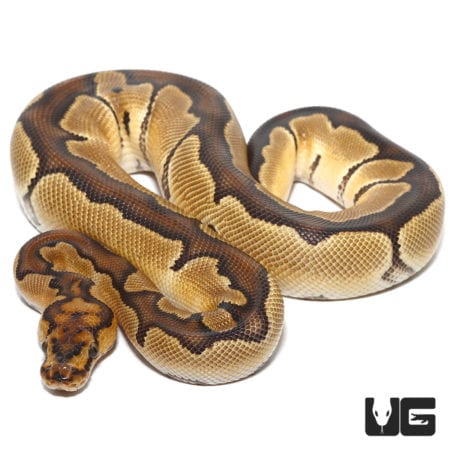 Clown Ball Python (Python regius) For Sale - Underground Reptiles