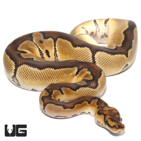 Clown Ball Python (Python regius) For Sale - Underground Reptiles