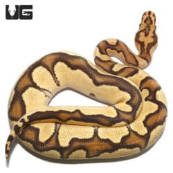 Clown Fire Ball Python (Python regius) For Sale - Underground Reptiles
