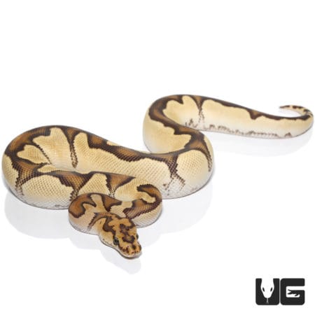 Clown Fire Ball Python (Python regius) For Sale - Underground Reptiles