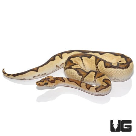Clown Fire Ball Python (Python regius) For Sale - Underground Reptiles