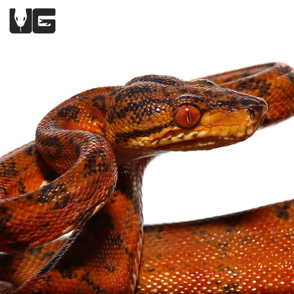 Boas For Sale Underground Reptiles