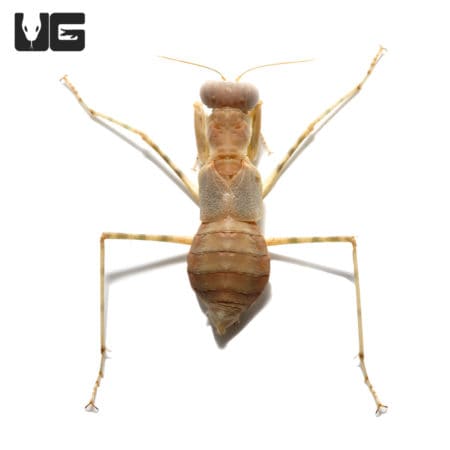 Desert Pebble Mantis (Eremiaphila zetterstedti) For Sale - Underground Reptiles