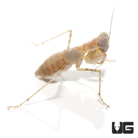 Desert Pebble Mantis (Eremiaphila zetterstedti) For Sale - Underground Reptiles