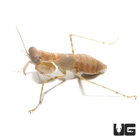 Desert Pebble Mantis (Eremiaphila zetterstedti) For Sale - Underground Reptiles