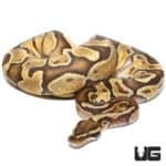 Disco Enchi Hurricane Het Hypo 66% Het Rainbow Ball Python (Python regius) For Sale - Underground Reptiles