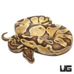 Disco Enchi Hurricane Het Hypo 66% Het Rainbow Ball Python (Python regius) For Sale - Underground Reptiles