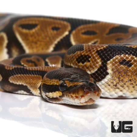 Double Het Freedom (Dinker) & Lavender Ball Python (Python regius) For Sale - Underground Reptiles