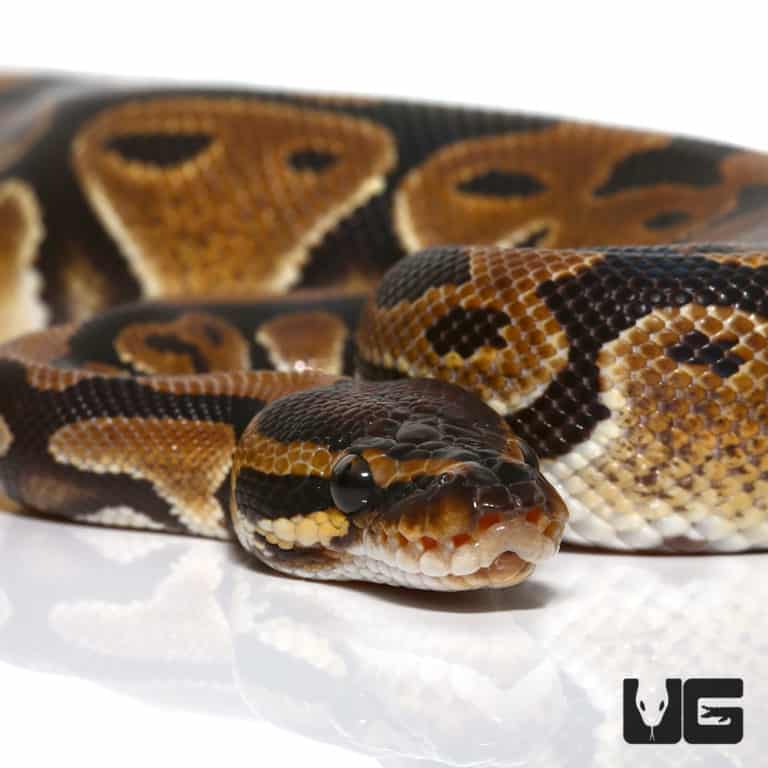 Ball Pythons For Sale - Underground Reptiles