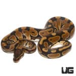 Double Het Freedom (Dinker) & Lavender Ball Python (Python regius) For Sale - Underground Reptiles