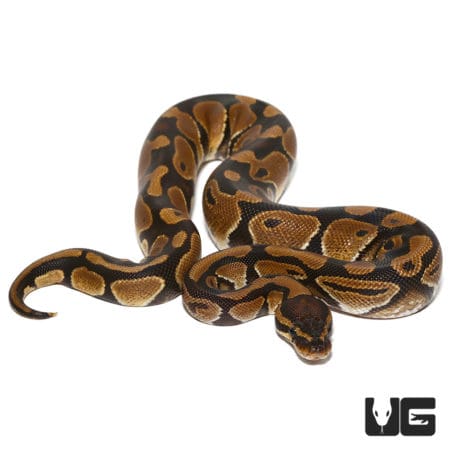 Double Het Freedom (Dinker) & Lavender Ball Python (Python regius) For Sale - Underground Reptiles