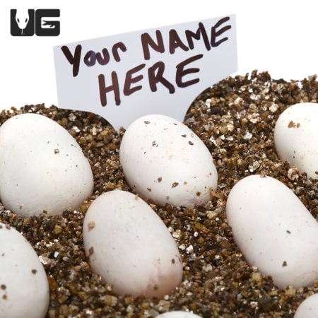 Female Hurricane Mojave Spider Ball Python eggs in substrate.