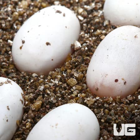 Hurricane Mojave Spider eggs in substrate, ready to hatch.
