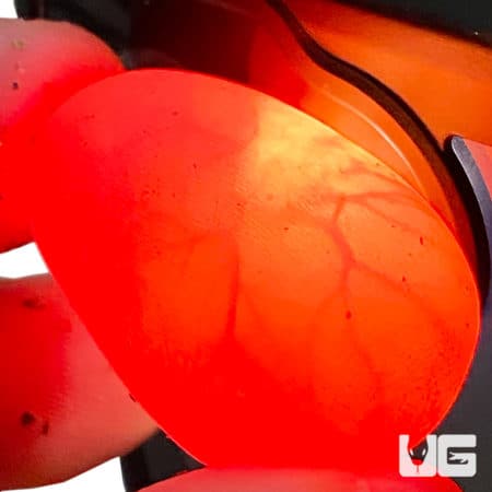 Fresh Egyptian False Cobra hatchling emerging from its egg.