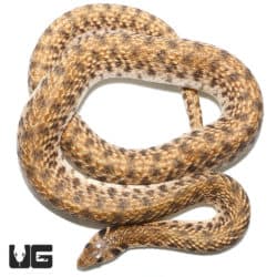 Egyptian False Cobras (Malpolon moilensis) For Sale - Underground Reptiles