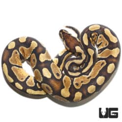 Enchi Disco (Pos Hurricane) 100% Het Hypo 66% Het Rainbow Ball Python (Python regius) For Sale - Underground Reptiles