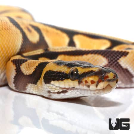 Enchi Super Orange Dream Redstripe Yellowbelly (Python regius) For Sale - Underground Reptiles