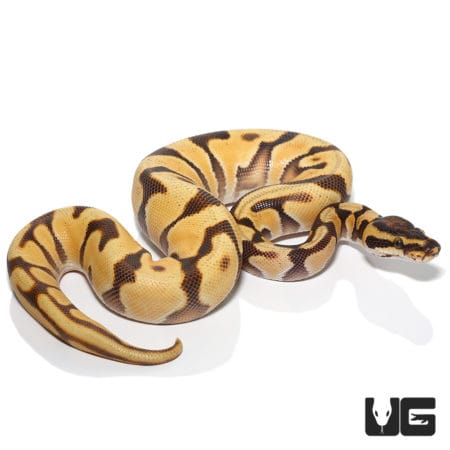 Enchi Super Orange Dream Redstripe Yellowbelly (Python regius) For Sale - Underground Reptiles
