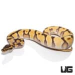 Enchi Super Orange Dream Redstripe Yellowbelly (Python regius) For Sale - Underground Reptiles