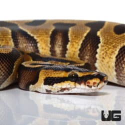 Enchi Yellowbelly Het Albino Ball Python (Python regius) For Sale - Underground Reptiles
