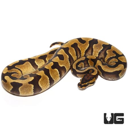 Enchi Yellowbelly Het Albino Ball Python (Python regius) For Sale - Underground Reptiles