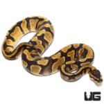 Enchi Yellowbelly Het Albino Ball Python (Python regius) For Sale - Underground Reptiles