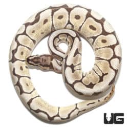 2020 Mojave Spider Het Hypo Ball Python (Python regius) For Sale - Underground Reptiles