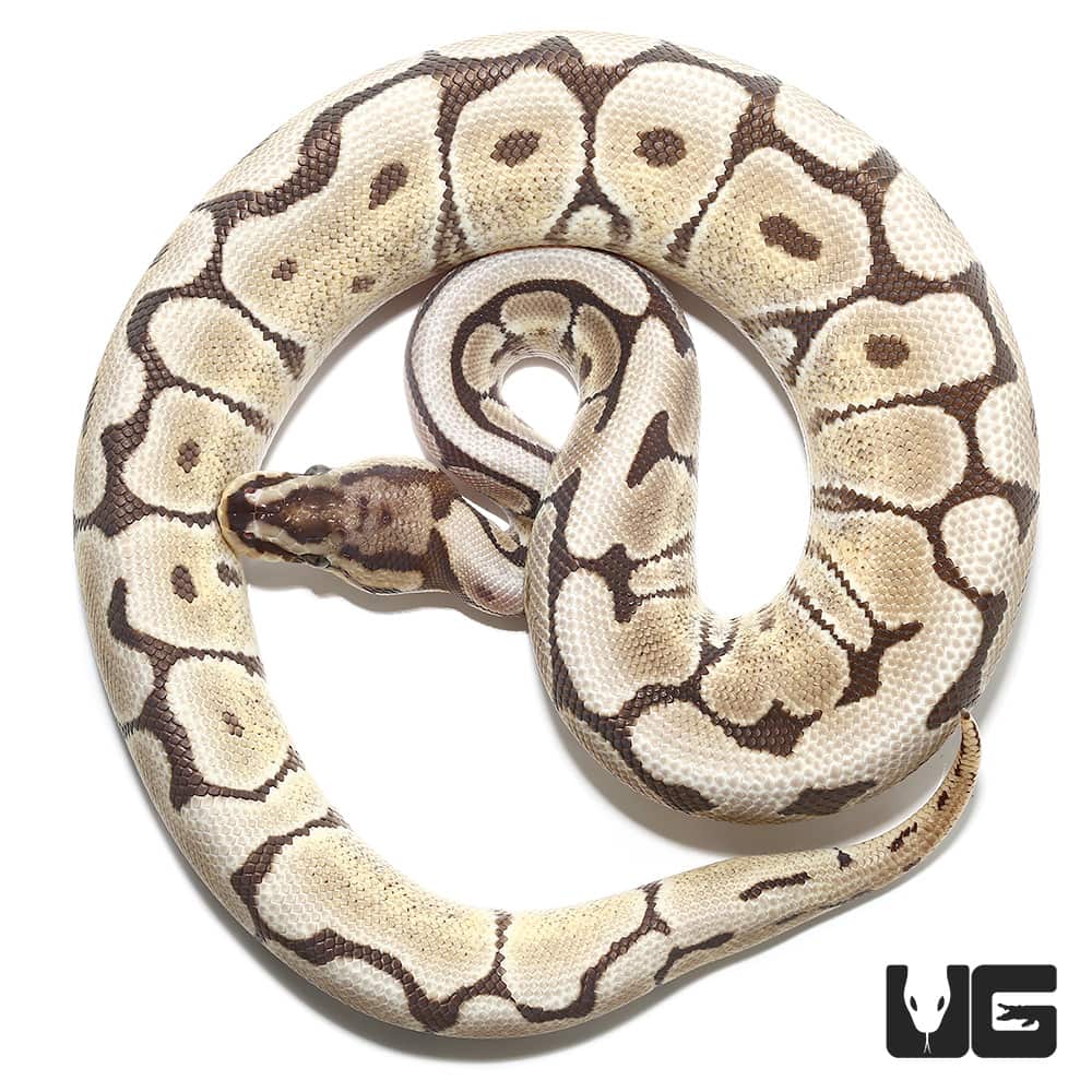 2020 Mojave Spider Het Hypo Ball Python Python Regius For Sale Underground Reptiles