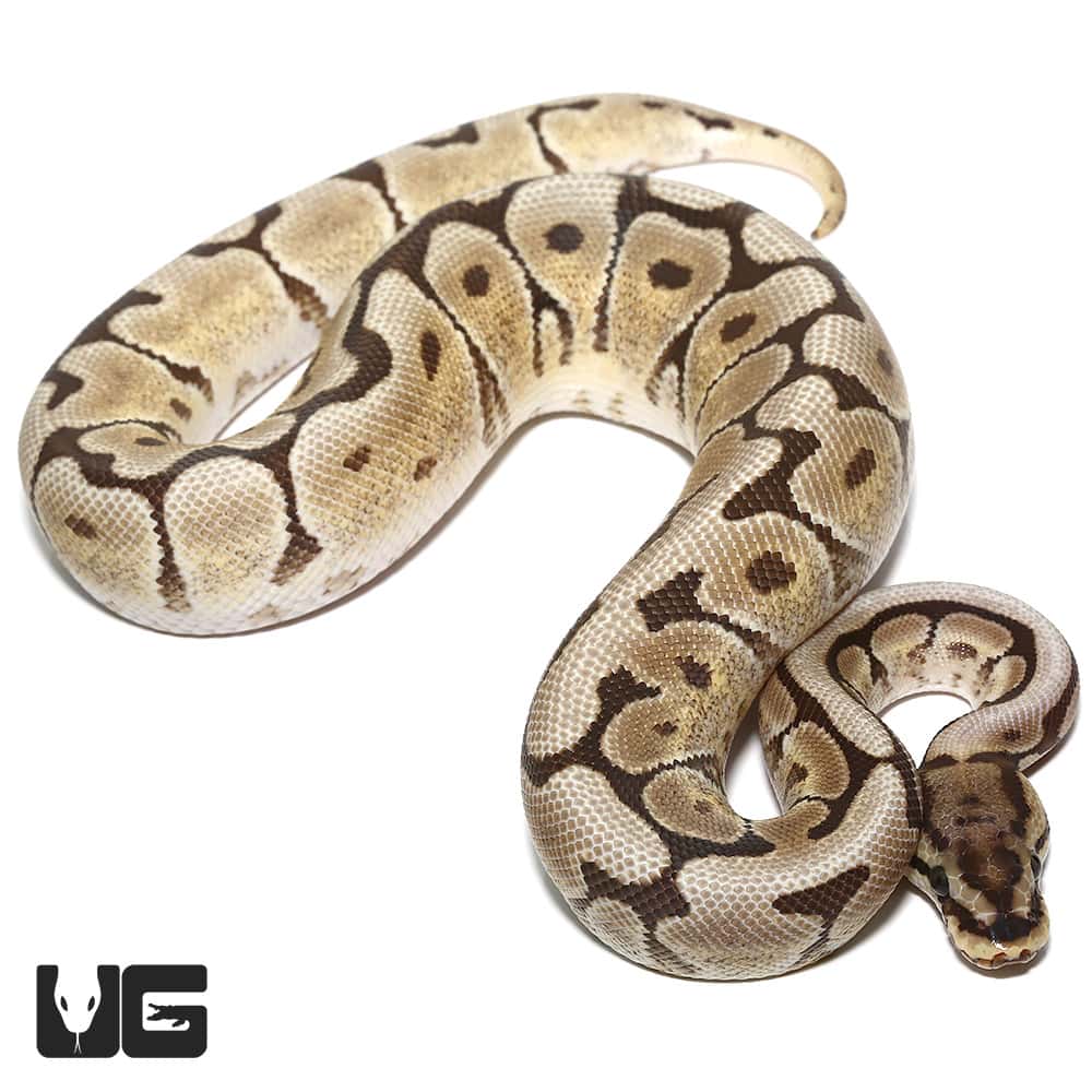 2020 Mojave Spider Het Hypo Ball Python (Python regius) For Sale ...