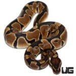 Freedom Dinker Ball Python (Python regius) For Sale - Underground Reptiles