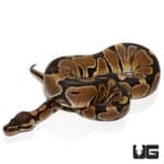 Freedom Dinker Ball Python (Python regius) For Sale - Underground Reptiles