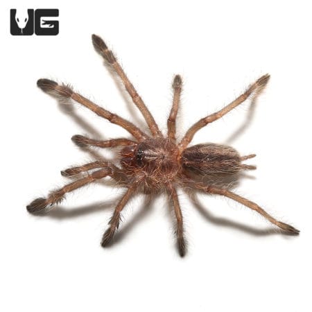 Gooty Sapphire Ornamental Tarantulas For Sale - Underground Reptiles