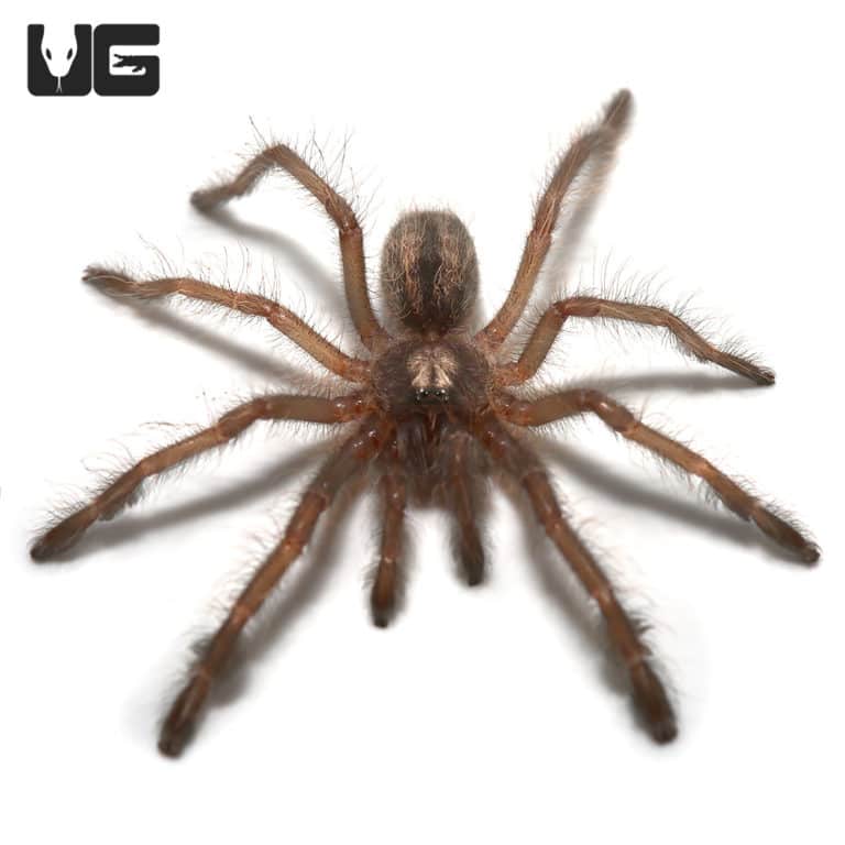 Gooty Sapphire Ornamental Tarantulas For Sale Underground Reptiles