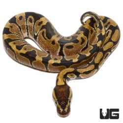 Het Clown Ball Python (Python regius) For Sale - Underground Reptiles