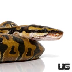 Het Clown Ball Python (Python regius) For Sale - Underground Reptiles