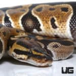 Hurricane Het Clown Ball Python (Python regius) For Sale - Underground Reptiles