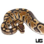 Hurricane Het Clown Ball Python (Python regius) For Sale - Underground Reptiles