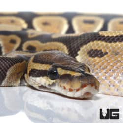 Hypo 66% Het Rainbow Ball Python (Python regius) For Sale - Underground Reptiles