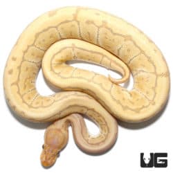 Hypo Caramel Pinstripe Ball Python (Python regius) For Sale - Underground Reptiles