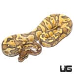 Hypo Enchi Hurricane (Pos Disco) 66% Het Rainbow Ball Python (Python regius) For Sale - Underground Reptiles