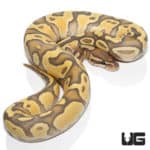 Hypo Enchi Hurricane (Pos Disco) 66% Het Rainbow Ball Python (Python regius) For Sale - Underground Reptiles